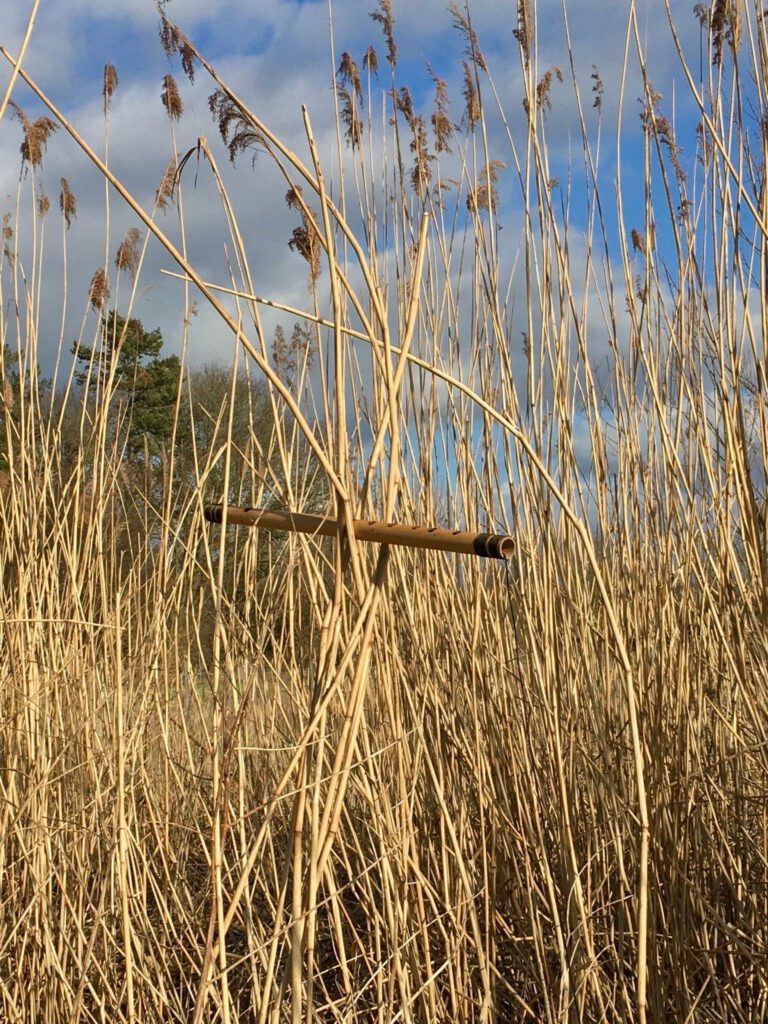 bamboo flute in reeds